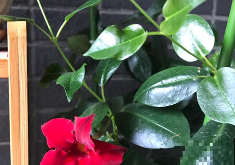 这花一开就是大半年，枝条沾土就活，种阳台长成花帘子！