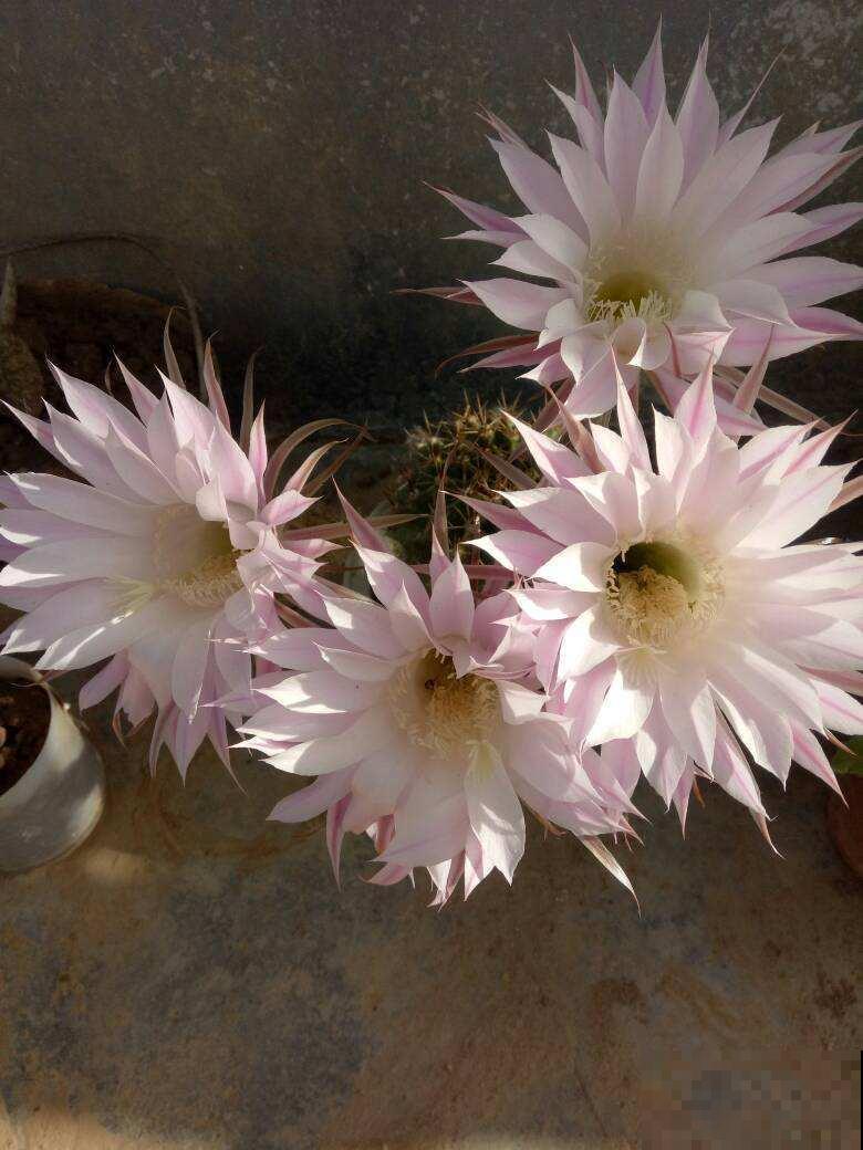 夏天养仙人球,记住两少一多,大花蹭蹭开 夏天养仙人球,记住两少一多,大花蹭蹭开