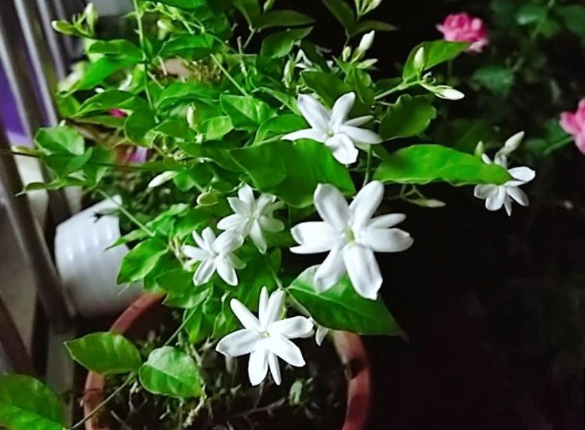 清香好闻的茉莉花,原来有这么多品种,长见识了! 清香好闻的茉莉花,原来有这么多品种,长见识了!