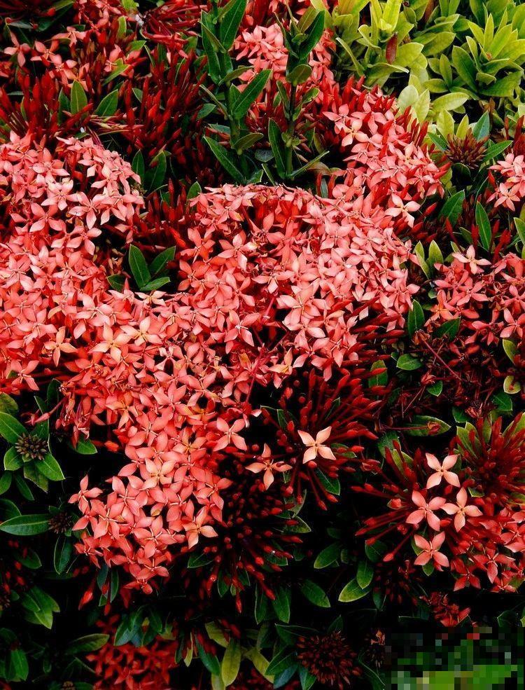 6种“红色”花,一开一大片,疯长起来拦不住! 6种“红色”花,一开一大片,疯长起来拦不住!