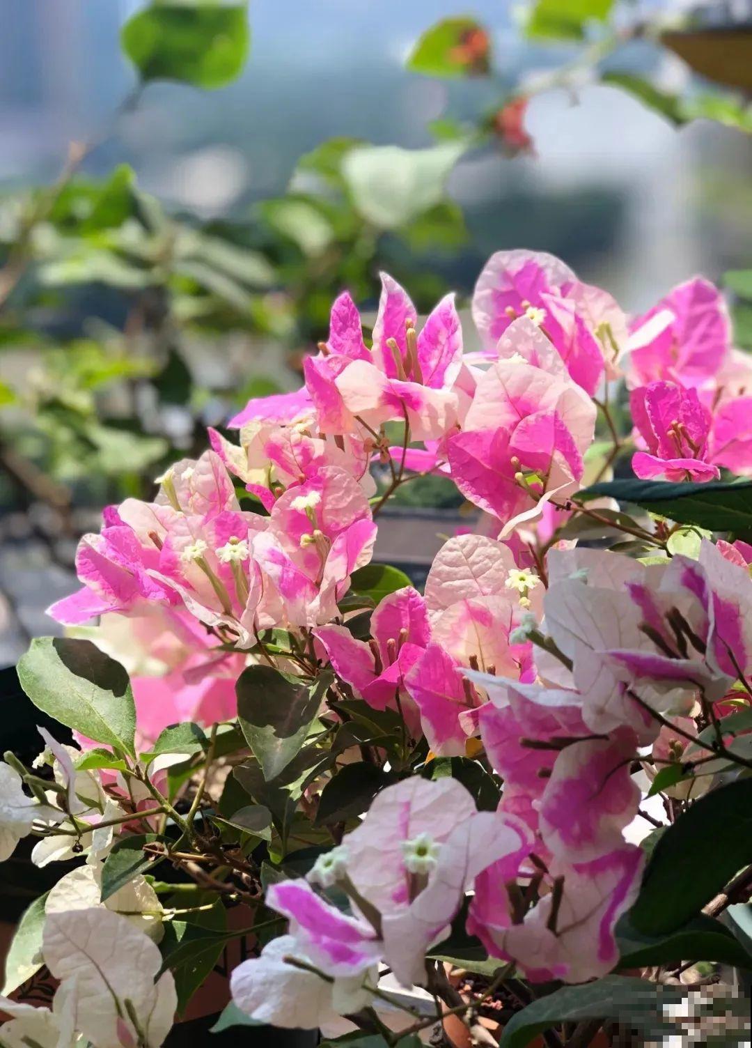 超耐热的三角梅，30℃仍然疯狂开花，爬成一面大花墙！