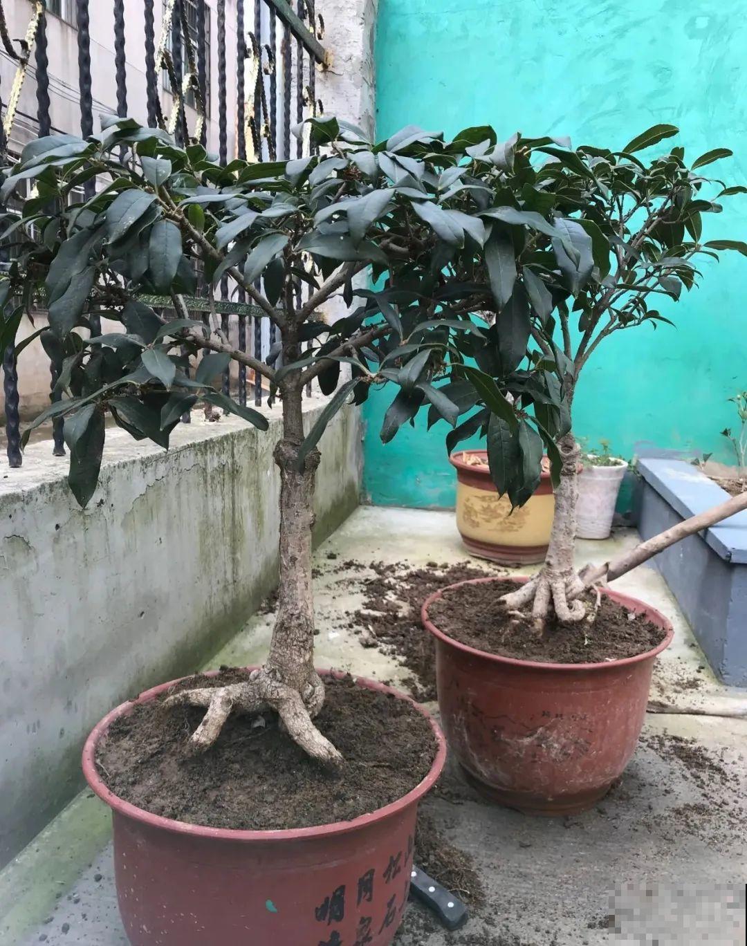 吊兰就用小盆养，根系拽一拽，立马变老桩！