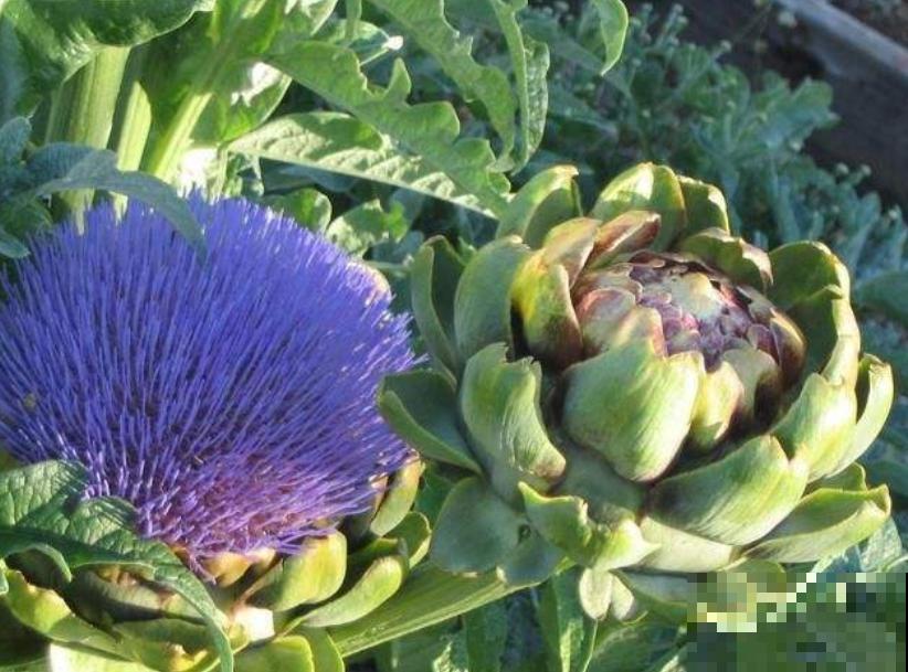 路边一种野菜，味道超级好吃，没想到开花也好看！