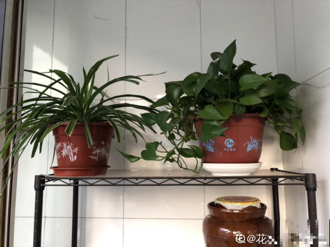 夏天养花,这个地方千万别摆,否则3天死翘翘! 夏天养花,这个地方千万别摆,否则3天死翘翘!