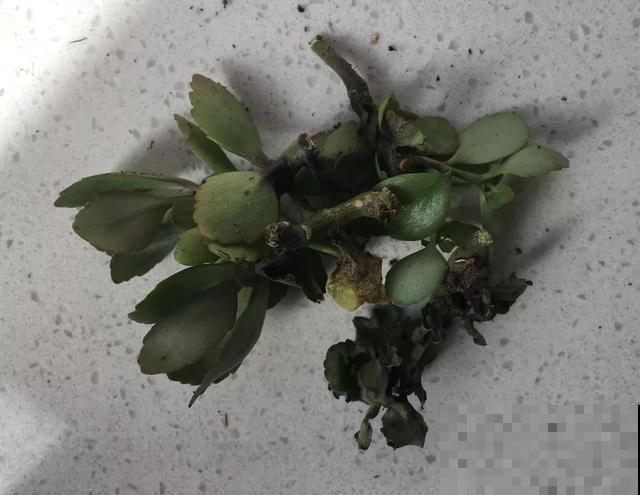 8种花,天热不能换盆,换了3天必死! 8种花,天热不能换盆,换了3天必死!