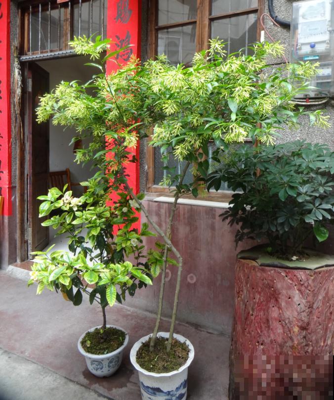 3种香水植物，夏天摆窗台，驱蚊效果好！