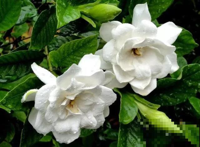 30首与花有关的老歌，满满的回忆，每一首都很经典！