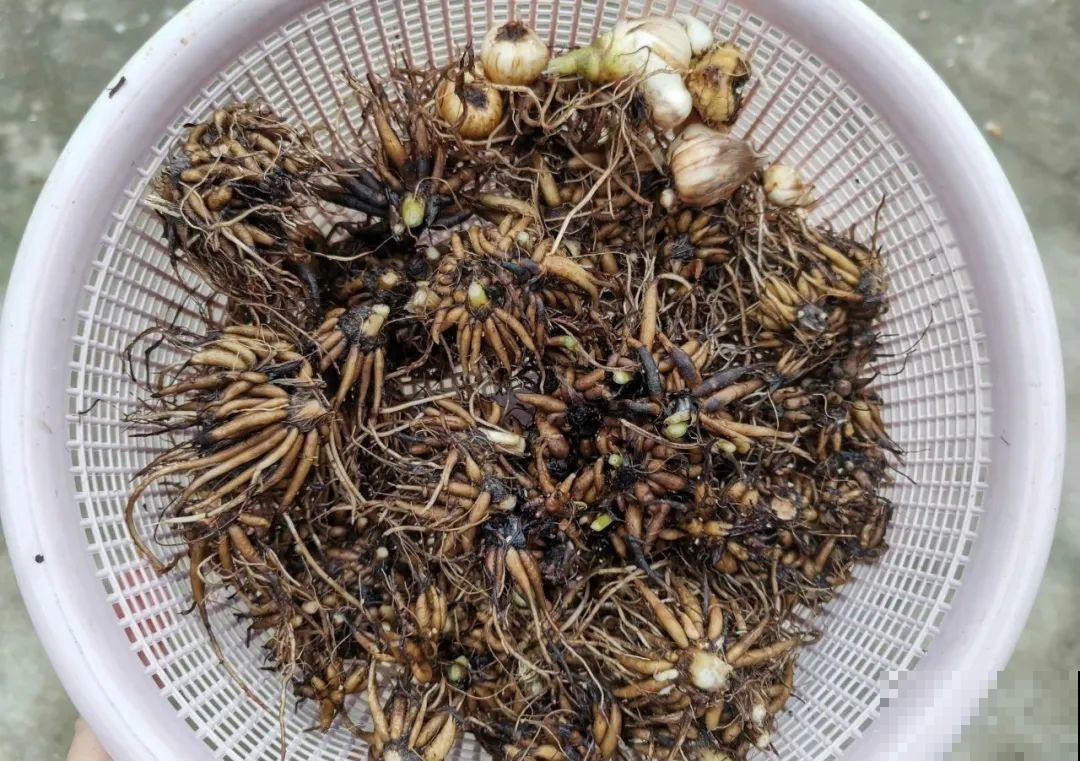 7种花会伪装，夏天会假死，好好养护秋天还能活