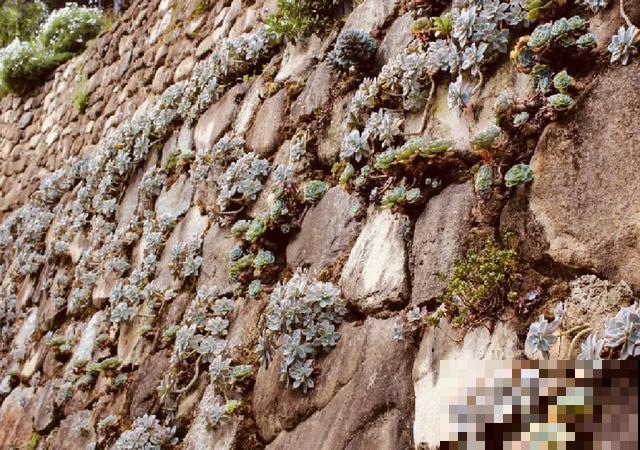 地栽的花就是强大，屋外疯长一院子，屋内孱弱不开花