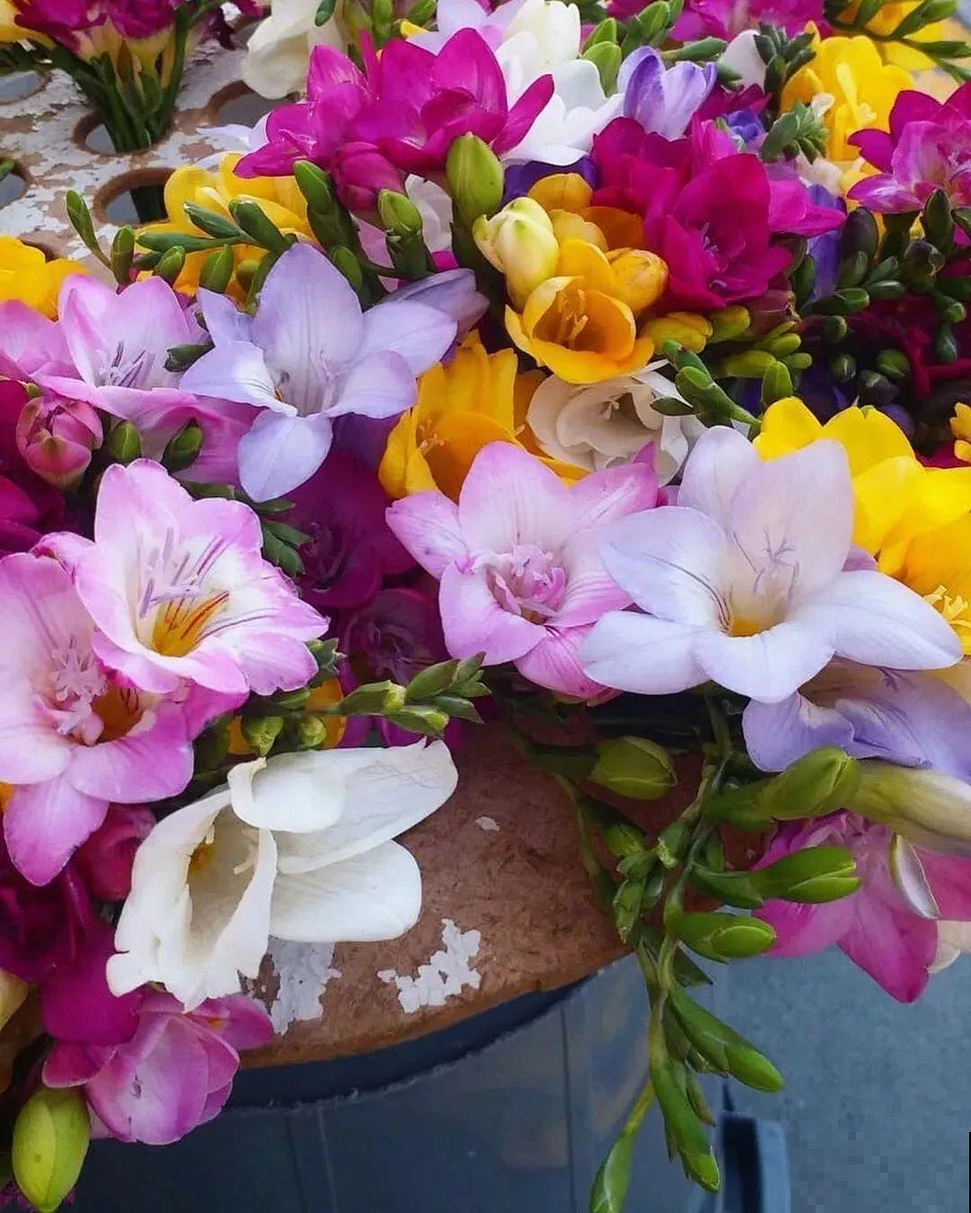 没开花之前像野草,开花之后美翻天,满屋子都是香味 没开花之前像野草,开花之后美翻天,满屋子都是香味