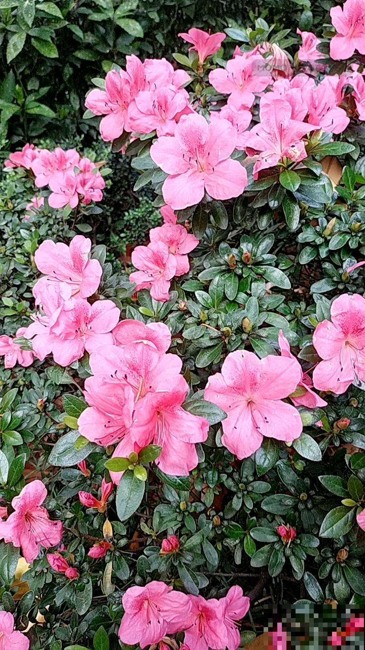 夏天别买这4种花,度夏困难户,稍有不慎就养死 夏天别买这4种花,度夏困难户,稍有不慎就养死