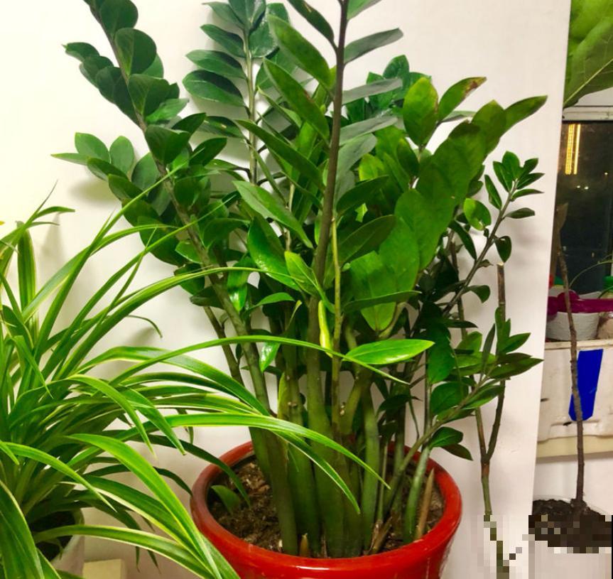 这花最怕乱浇水,一浇就黄叶烂根,不浇反而冒侧芽! 这花最怕乱浇水,一浇就黄叶烂根,不浇反而冒侧芽!