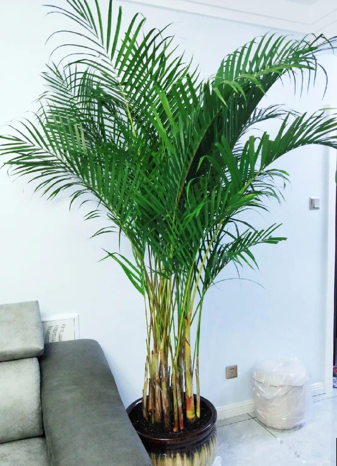 12种花,天越热越长得快,记得多浇水! 12种花,天越热越长得快,记得多浇水!