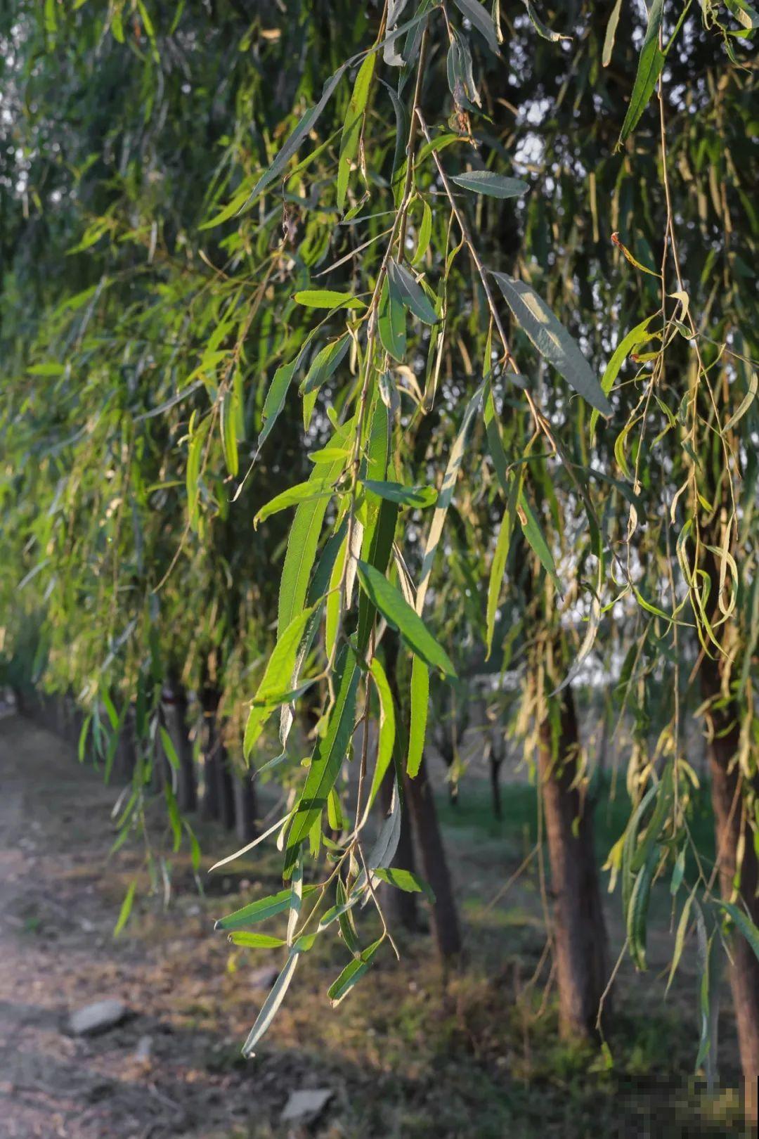 9种花可以预测天气，一开花就说明要下雨了！