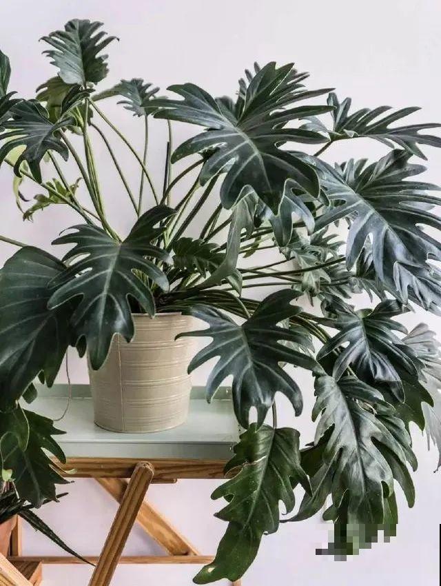 特干净的10种花,天热养一盆,家里特凉快! 特干净的10种花,天热养一盆,家里特凉快!