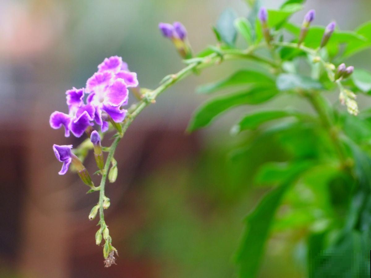 家养一棵蕾丝金露花,盛放时像打翻香水瓶,楼上邻居都闻到! 家养一棵蕾丝金露花,盛放时像打翻香水瓶,楼上邻居都闻到!