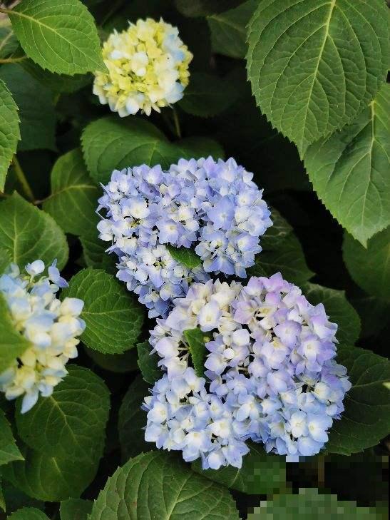 夏天温度高，4个养花降温方法，花都安稳度夏