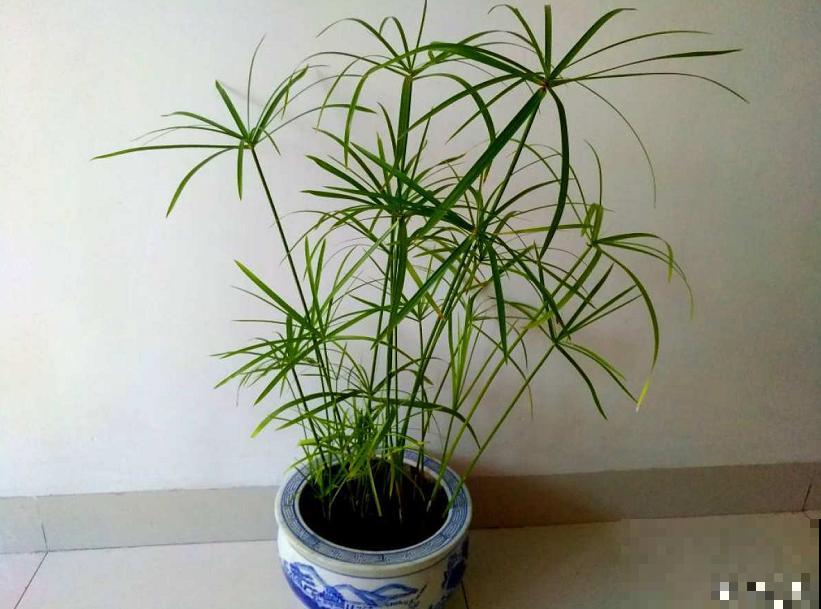 浇不死的5种花,越浇越长得旺,一缺水就蔫! 浇不死的5种花,越浇越长得旺,一缺水就蔫!