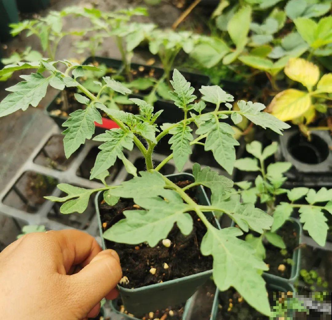 院子里种棵果树，结果又大又多，清凉又解渴