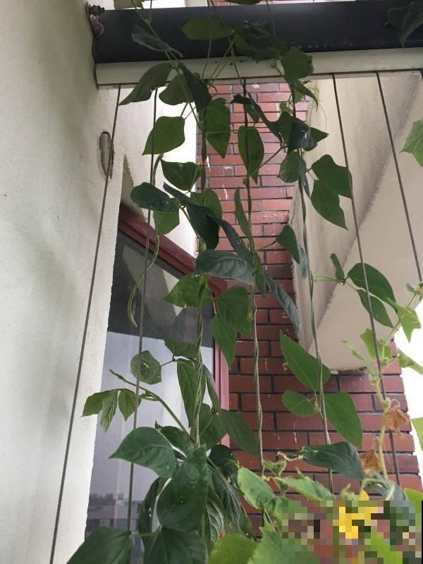 豆角又叫绿豇豆，现在养一棵能吃一年，几根就炒一盘好菜！