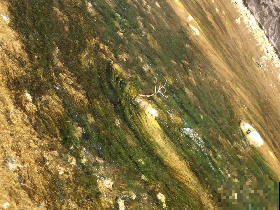 9种花可以预测天气，一开花就说明要下雨了！