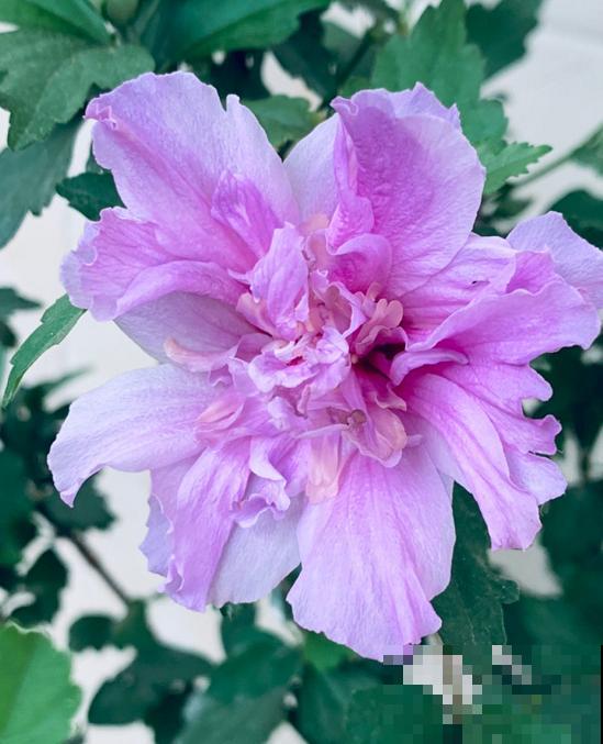 路边的木槿花开了,老人摘了一大筐,上锅蒸比肉还香! 路边的木槿花开了,老人摘了一大筐,上锅蒸比肉还香!