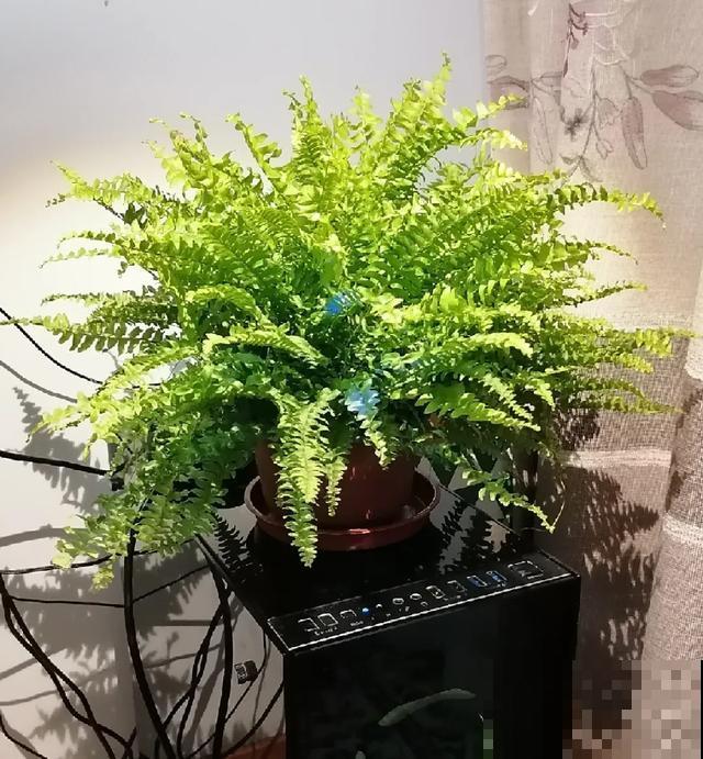 绿萝吊兰扔了,养这7种花,夏天最清凉! 绿萝吊兰扔了,养这7种花,夏天最清凉!