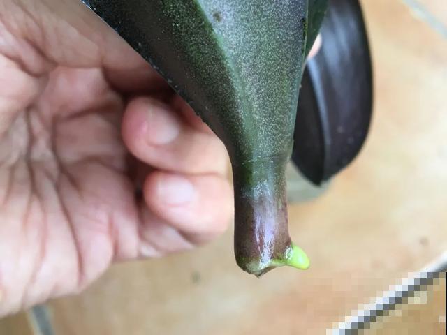 夏天潮湿闷热，一不小心花就烂根，看准时机砍掉，照样长出新叶子