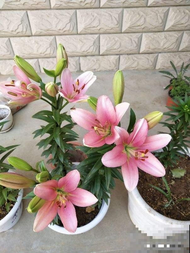 4种香香花，养在家里味道清新，还能杀菌去异味