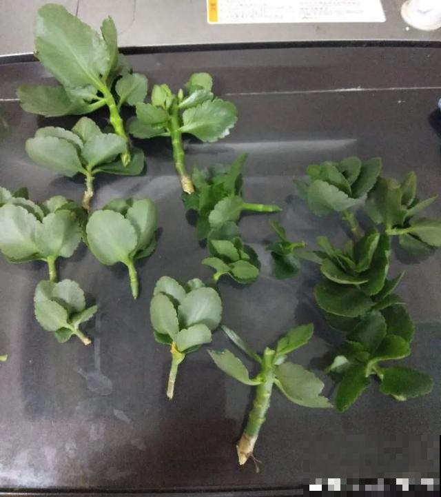 夏天潮湿闷热，一不小心花就烂根，看准时机砍掉，照样长出新叶子