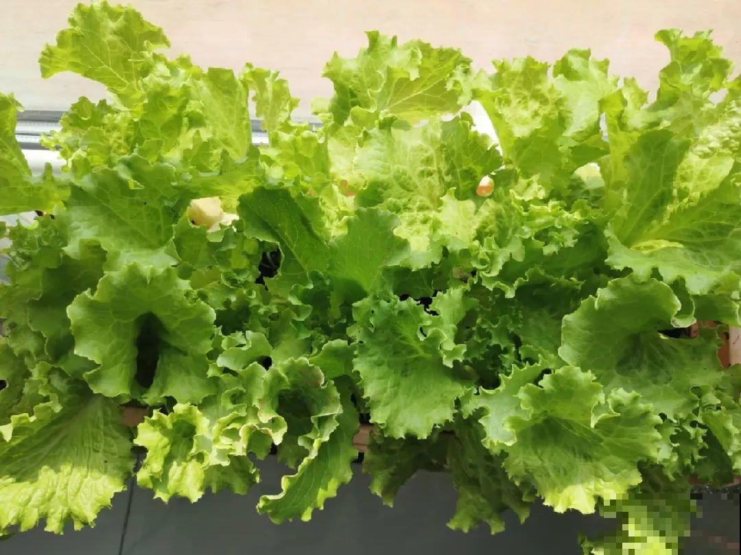 花盆里种点菜,割一茬长一茬,买菜不花钱 花盆里种点菜,割一茬长一茬,买菜不花钱