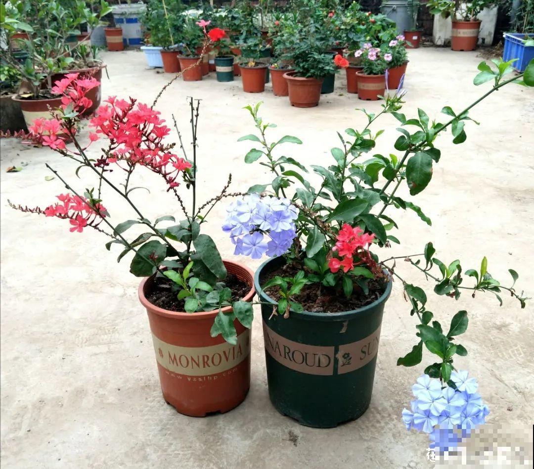 家里的花长出这种叶，千万保护好，特别值钱！