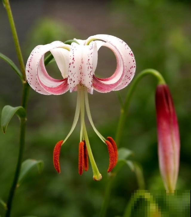 百合花品种那么多,这些中国原生百合,你见过几种? 百合花品种那么多,这些中国原生百合,你见过几种?