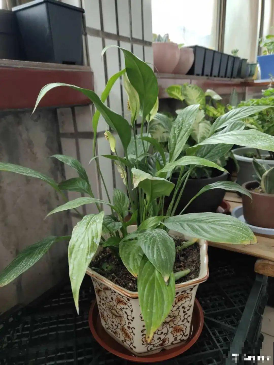 常见8种花，到花期还不开，赶紧剪一刀，花苞嗖嗖冒！