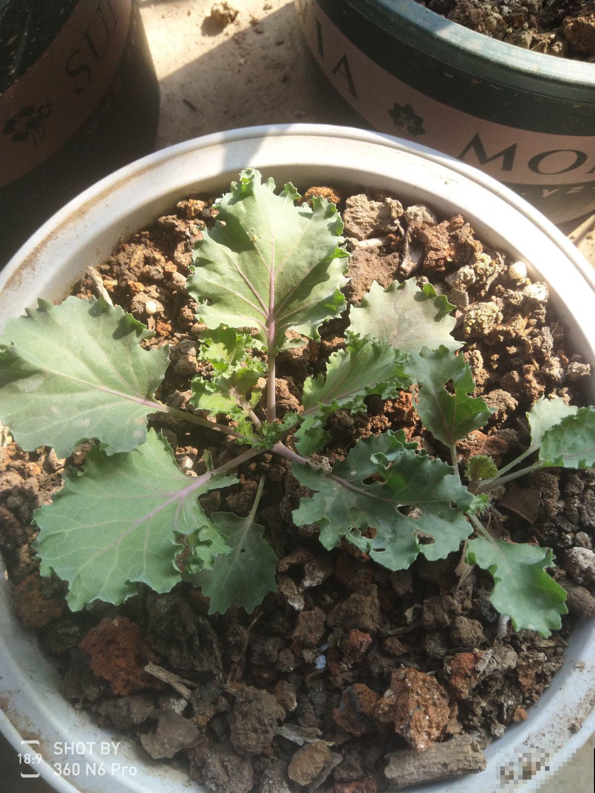专门夏天种的甘蓝,很快就长大足球大,绿色有机不花钱! 专门夏天种的甘蓝,很快就长大足球大,绿色有机不花钱!