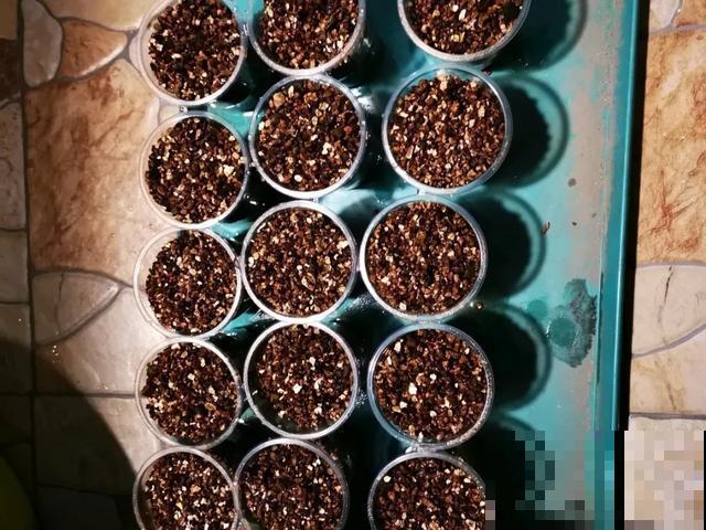 天热扦插3种花,成活率很高,2周就冒大白根! 天热扦插3种花,成活率很高,2周就冒大白根!