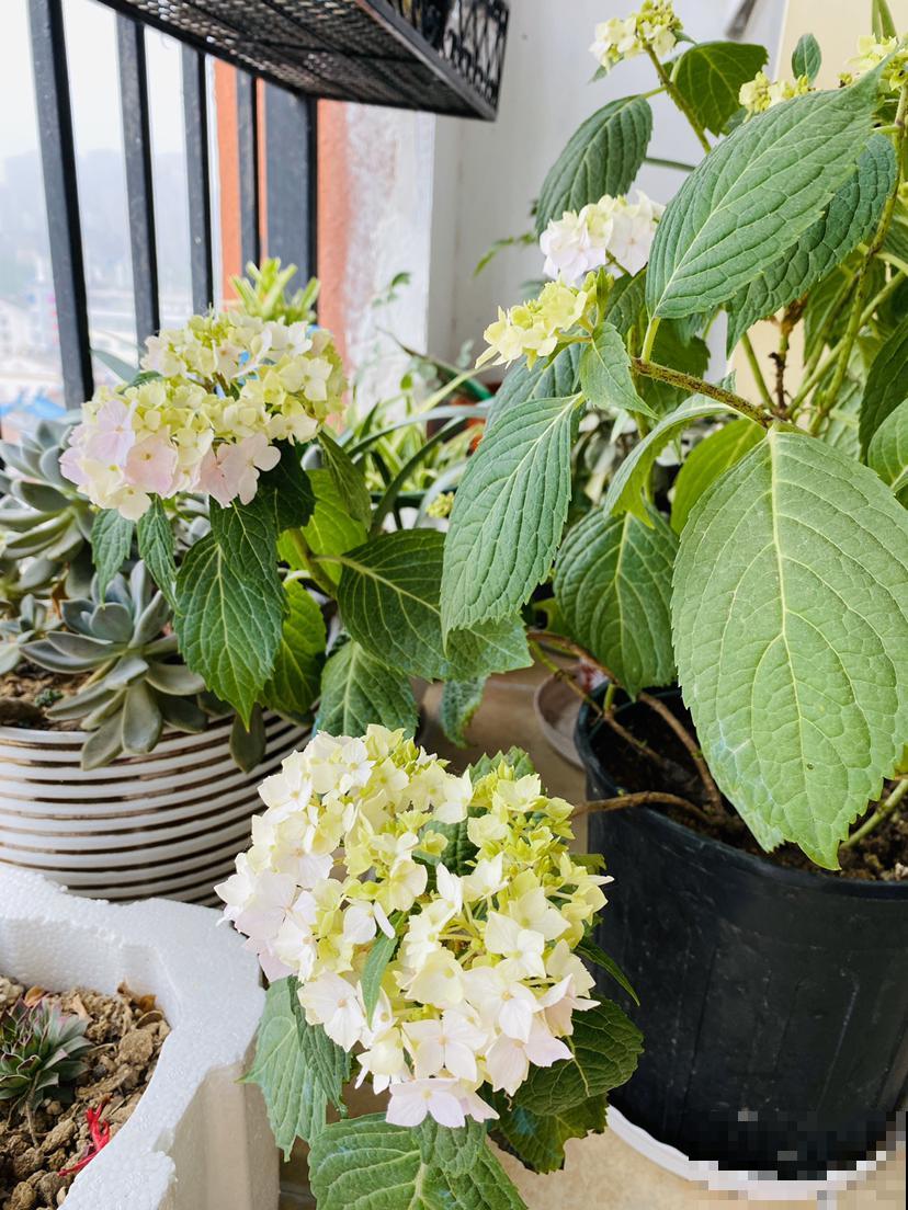 养花晒太阳很重要,关于晒太阳的误区,你中了哪几个? 养花晒太阳很重要,关于晒太阳的误区,你中了哪几个?