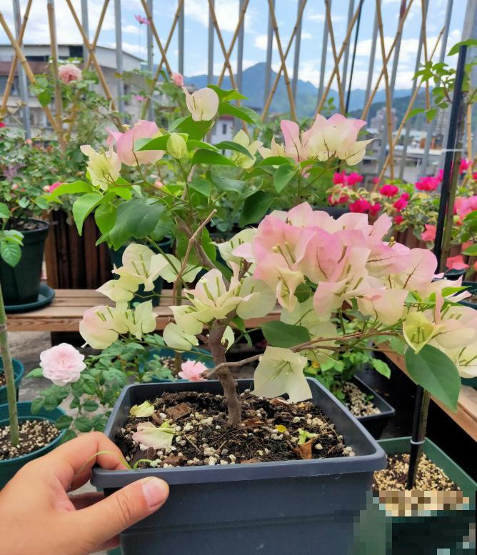 6夏天这3种花最爱黄叶子,找根筷子通一通,黄叶全消失! 6夏天这3种花最爱黄叶子,找根筷子通一通,黄叶全消失!