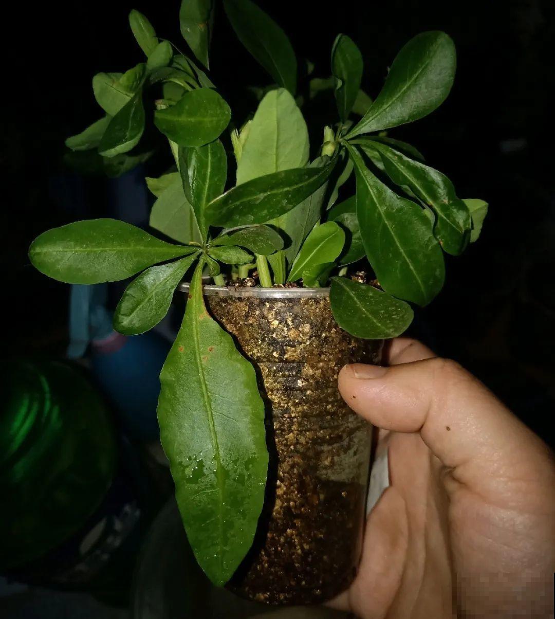 10种花，趁着天热赶紧扦插，成活率特别高