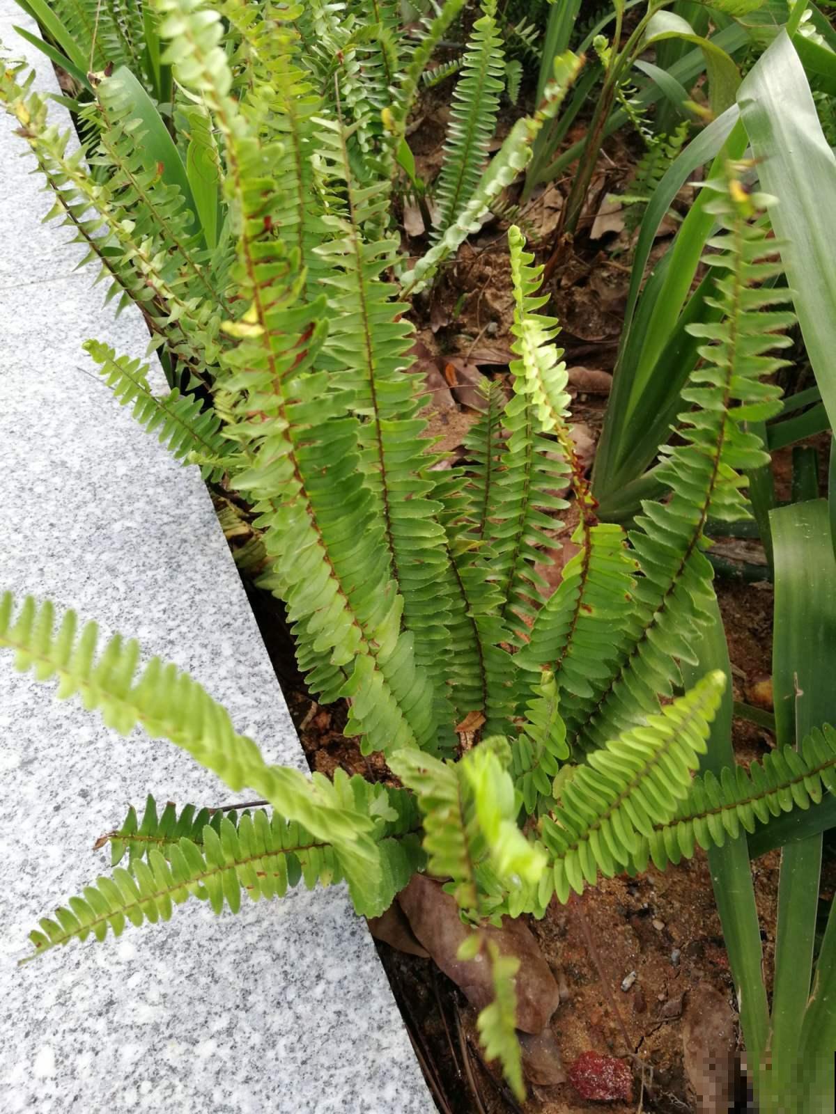 地上长出“蜈蚣草”，根下结出“凤凰蛋”，名字原来叫肾蕨！
