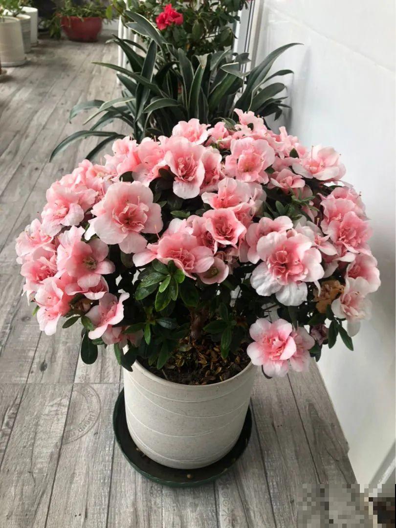30种耐阴花，室内光照不佳，也能全年开花！