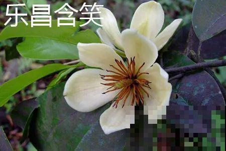 活的“香水花”，开一朵，家里香气飘飘！