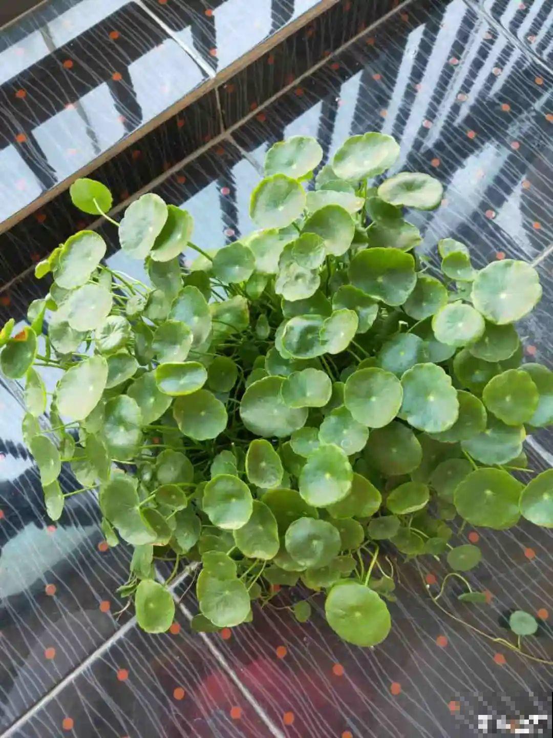 3种花掐个枝就能养，一周内就生根，省下一大笔买花钱