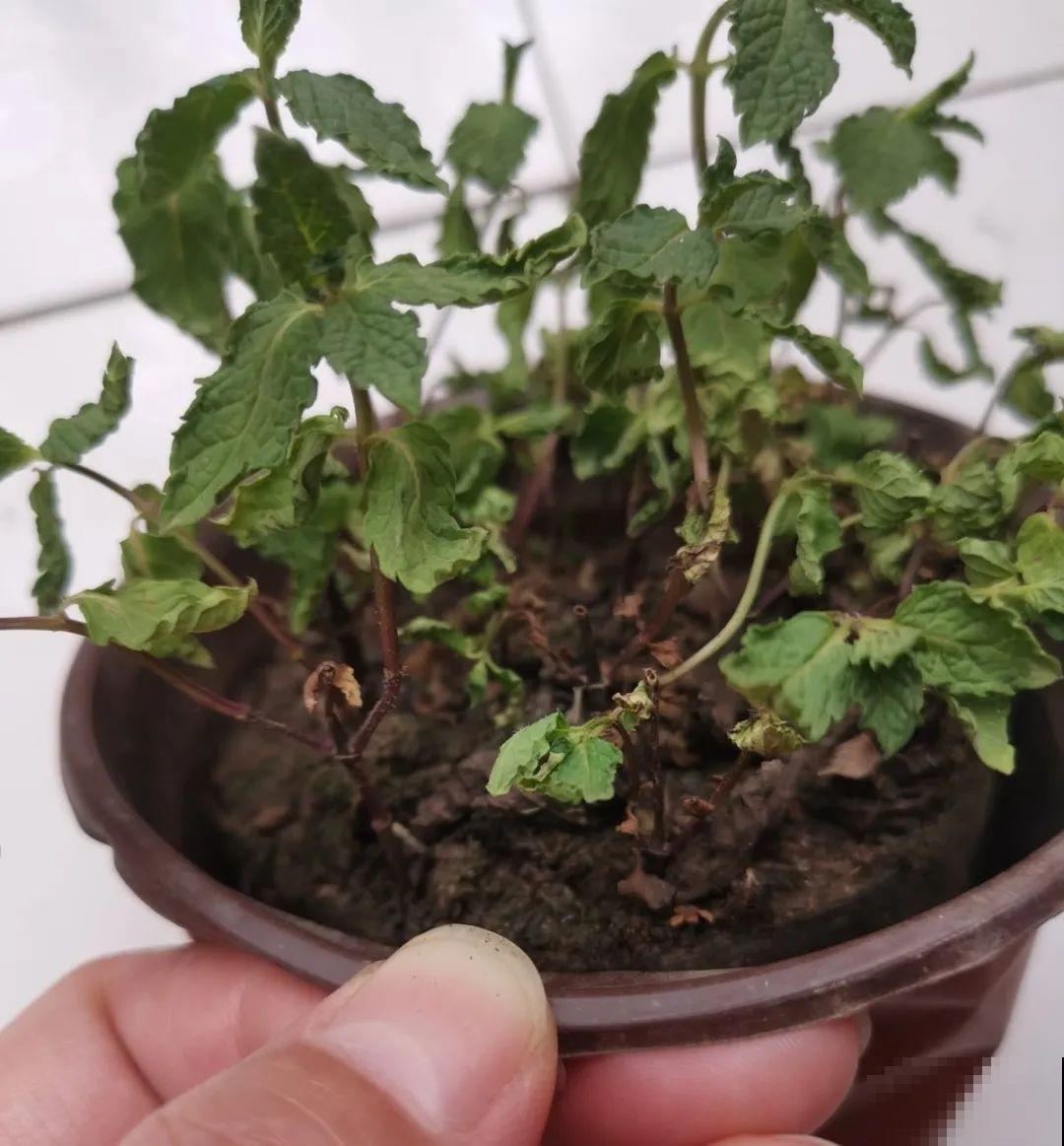 绣球马上剪，下个月就晚了，错过明年不开花