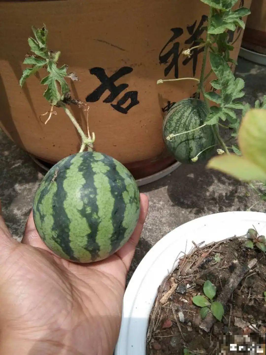 家里养棵桑葚，夏天结果满树都是，咬一口甘甜美味！