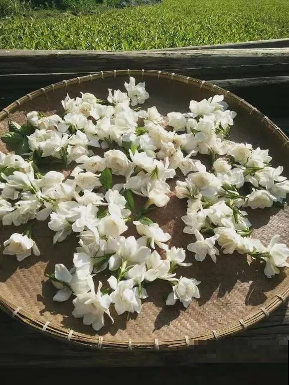 栀子花开满院香,让人思念远方的故人! 栀子花开满院香,让人思念远方的故人!