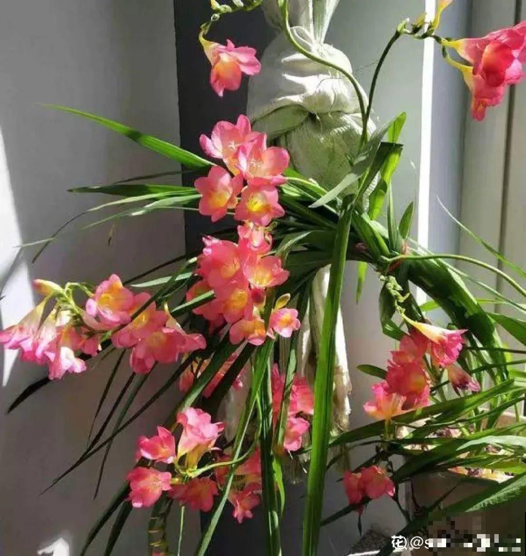 没开花之前像野草,开花之后美翻天,满屋子都是香味 没开花之前像野草,开花之后美翻天,满屋子都是香味