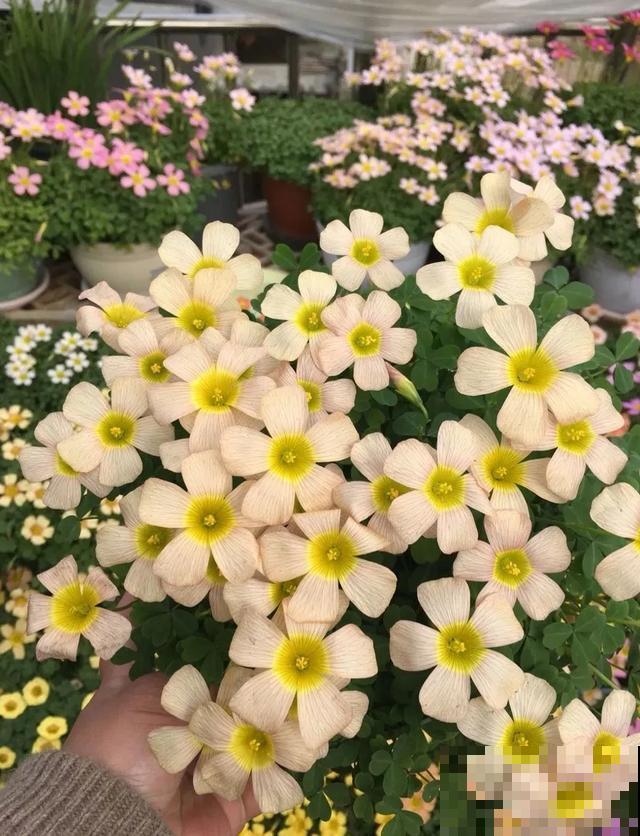 想要花园，现在就建，别等有钱！