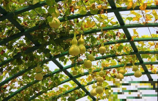 5种果树能“守家”，果子红彤彤挂满枝，寓意极好！