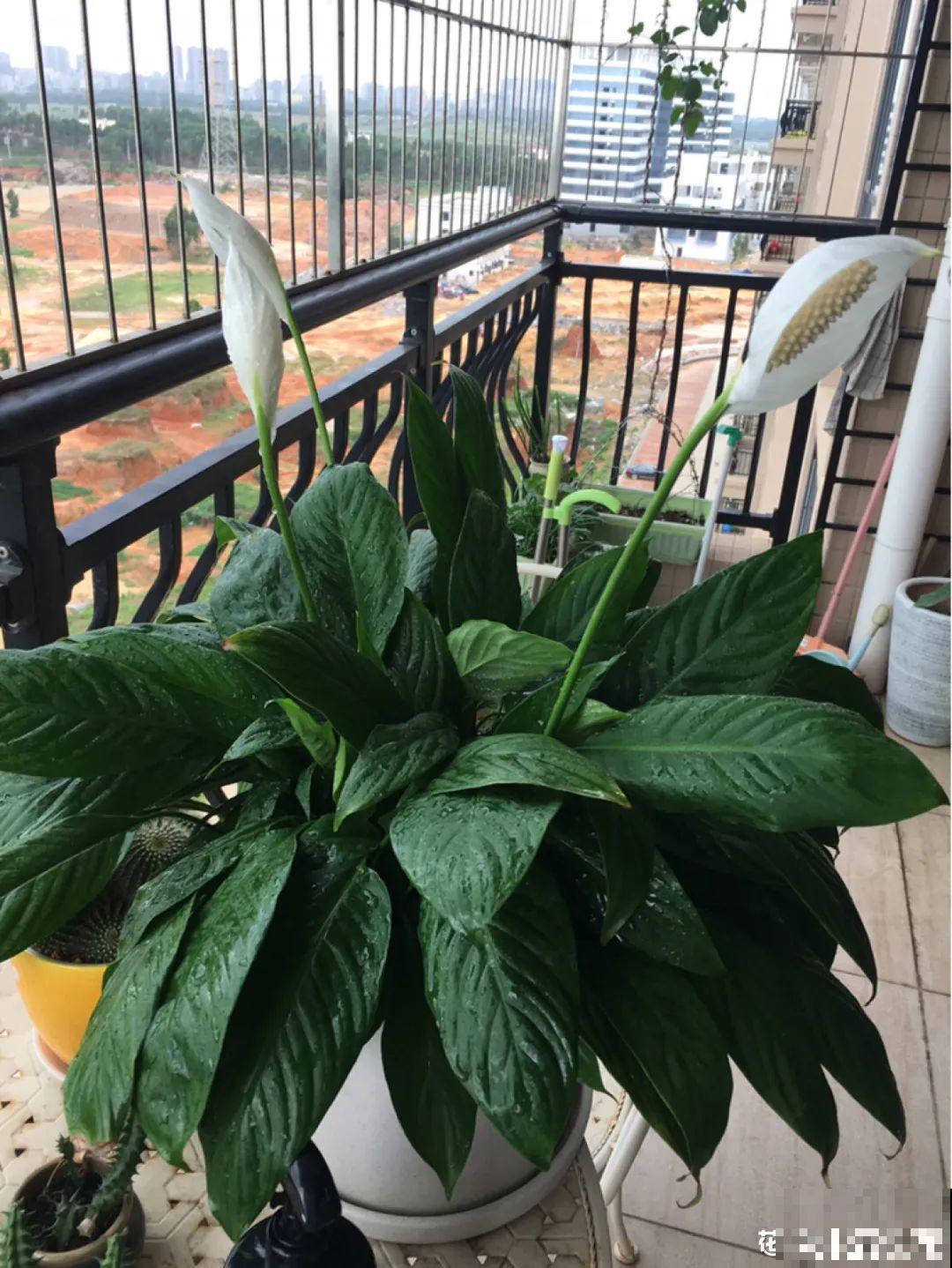 12种花,天越热越长得快,记得多浇水! 12种花,天越热越长得快,记得多浇水!